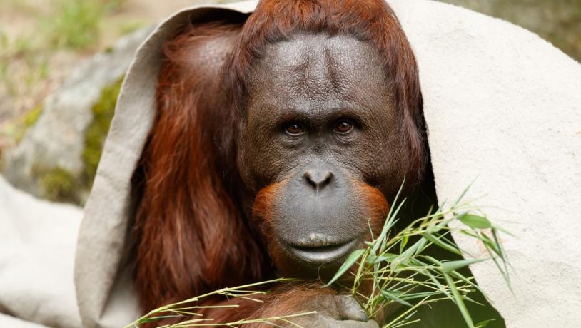 Aalborg Zoo Orangutang