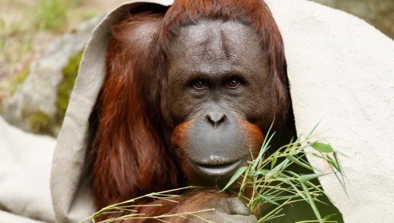 Aalborg Zoo - Orangutang