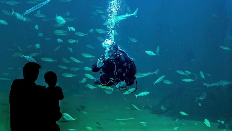 Nordsøen Oceanarium dykker