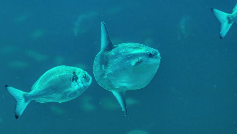 Nordsøen Oceanarium Klumbfisk