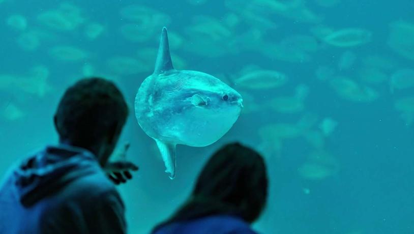 Nordsøen Oceanarium Klumbfisk