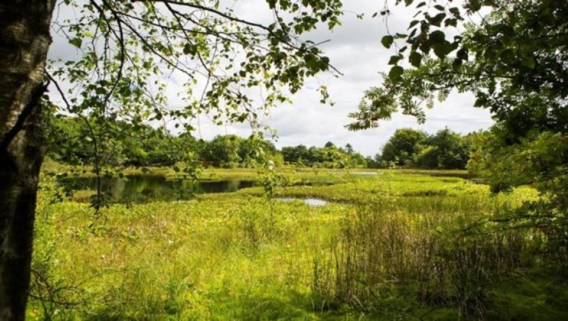 Dronninglund Storskov og Sømosen