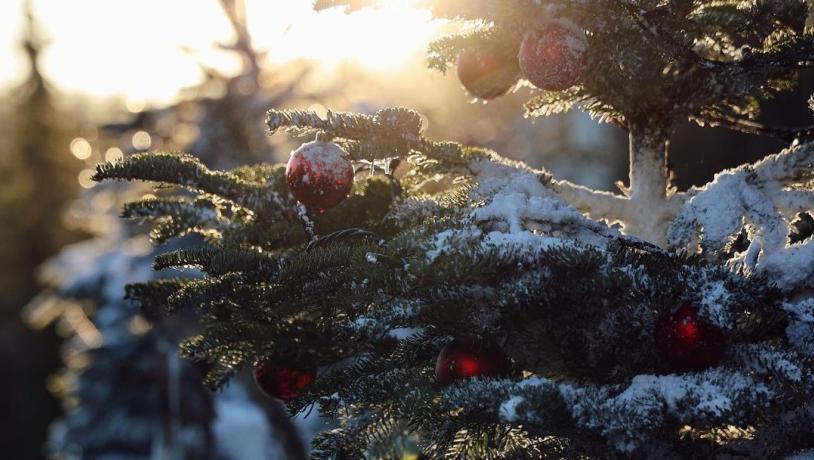 Sneklædt juletræ