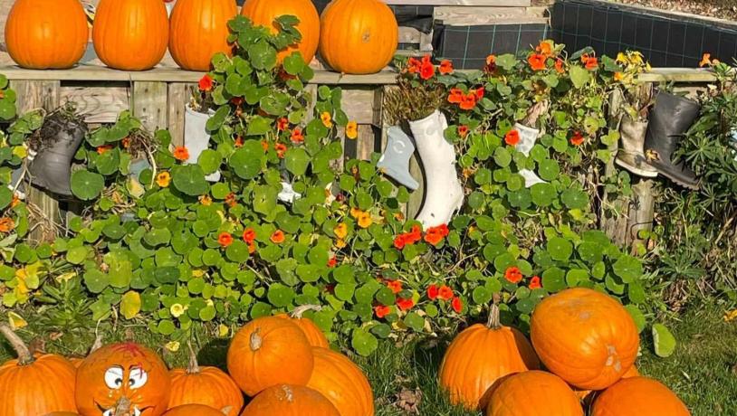Halloween hos Jensens Jordbær