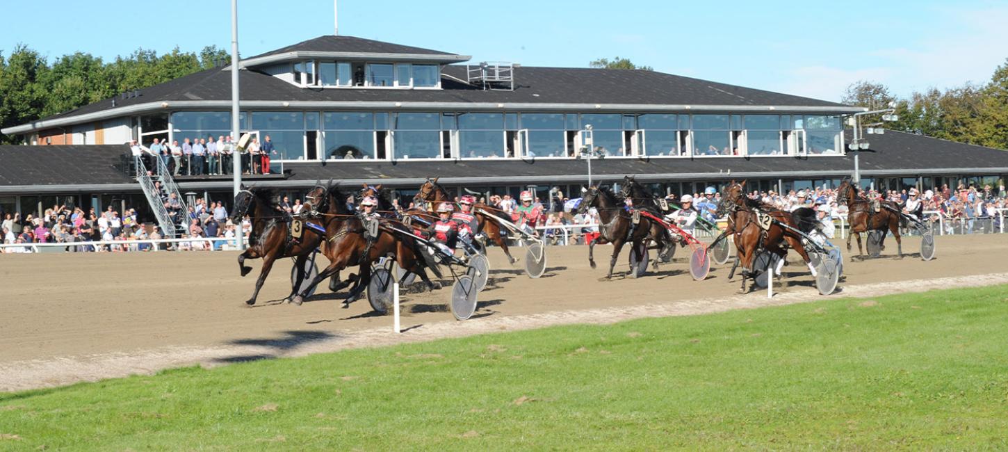 Travheste på banen ved Racing Arena Aalborg