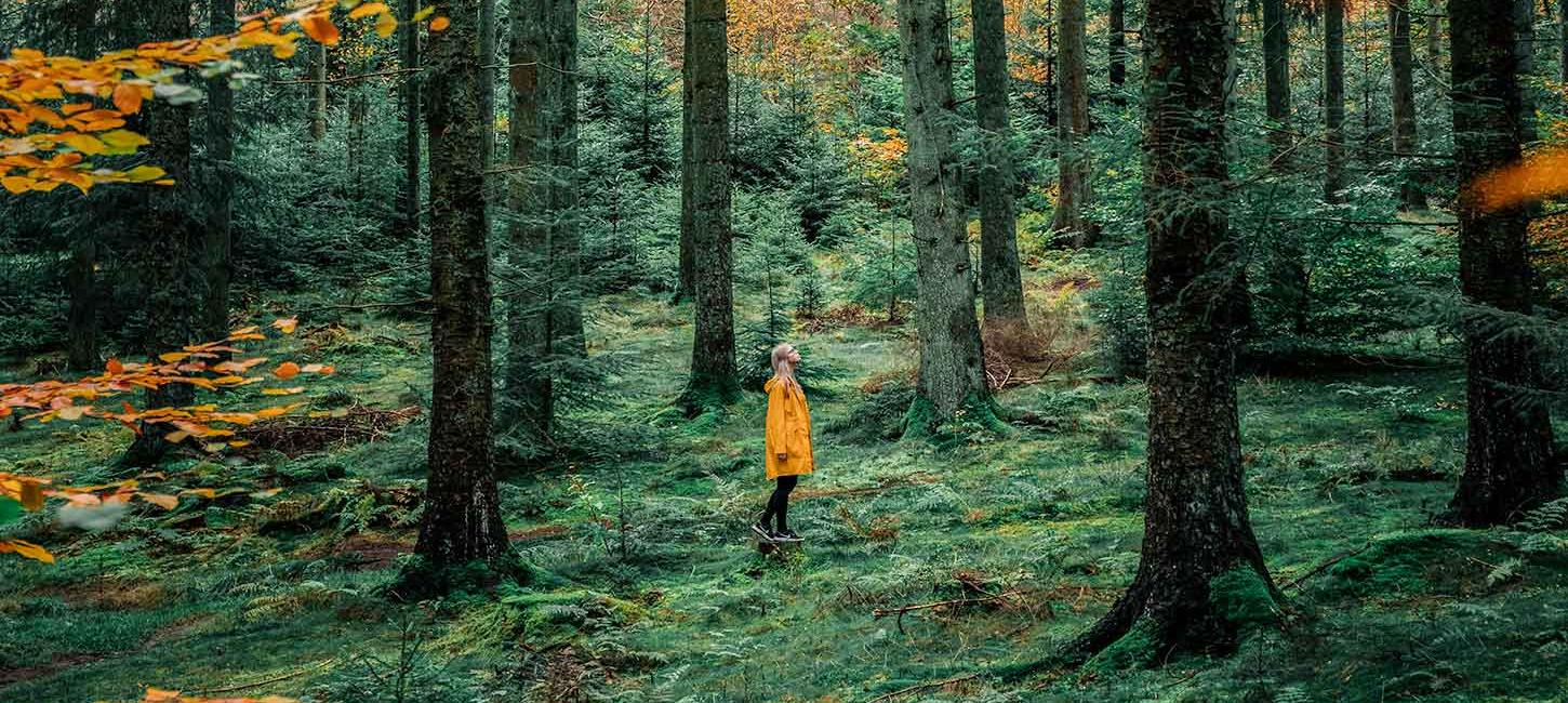 Skov i Nordjylland