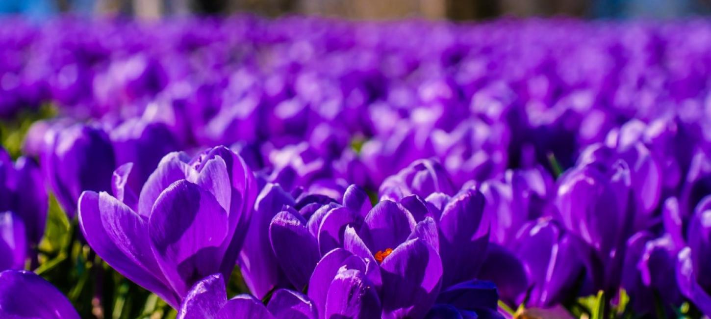 Krokus blomster