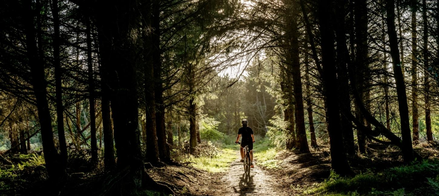Cyklist i skoven 