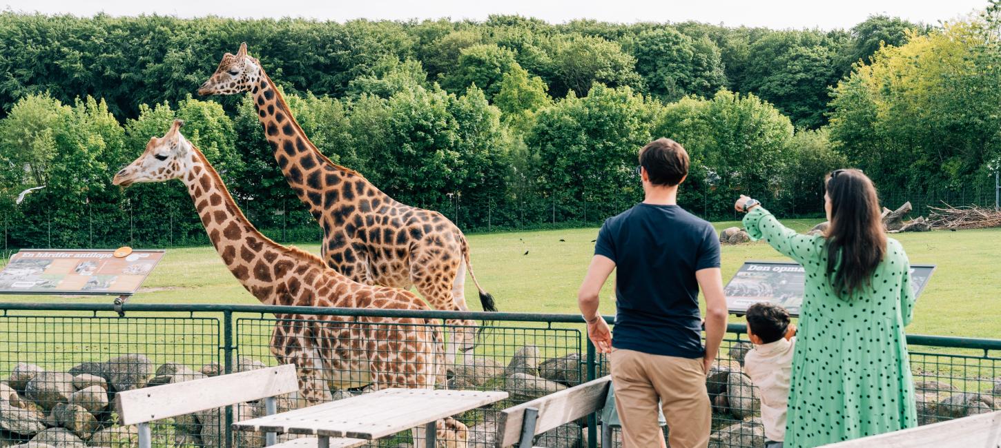 Mennesker kigger på giraffer