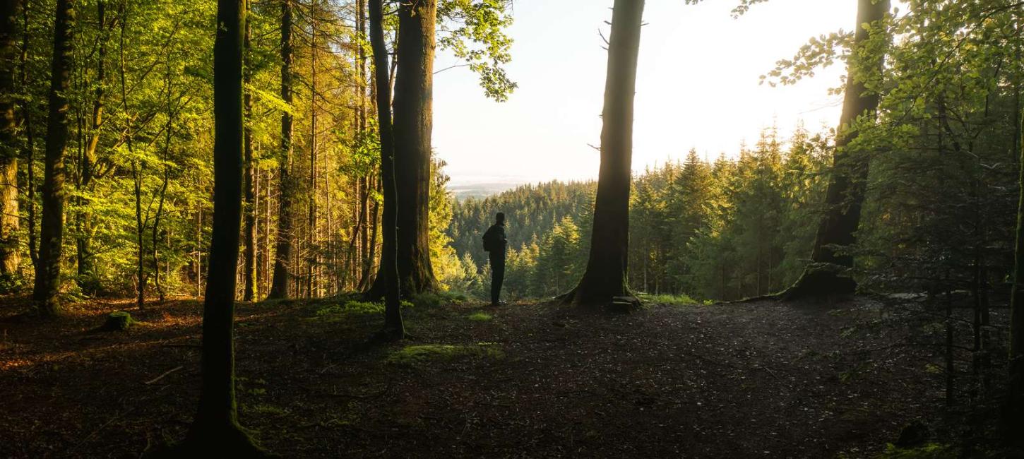 En vandrer i Jyske Ås