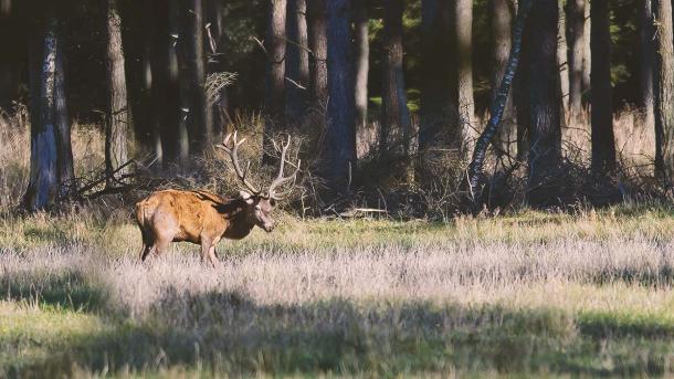 Krondyr i Lille Vildmose