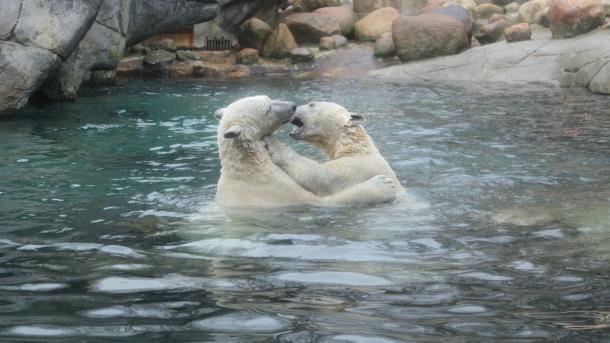 Aalborg Zoo