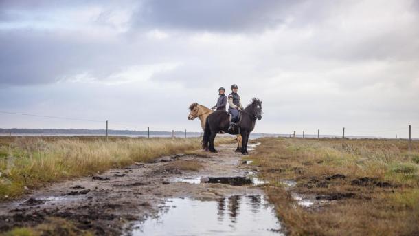 Islandske heste på Læsø