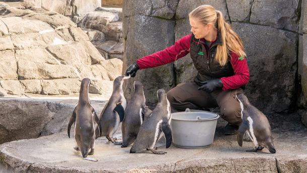 Pingvinfodring i Aalborg Zoo