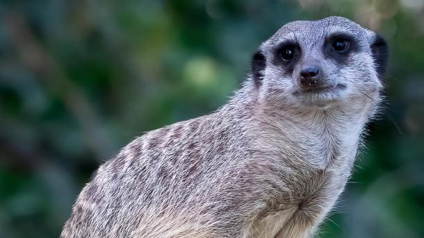 Surikat i Aalborg Zoo