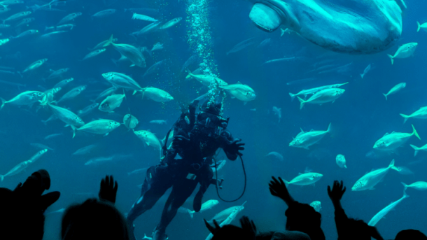 Dykker og klumpfisk hos Nordsøen Oceanarium
