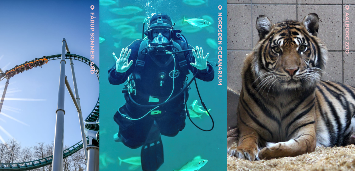 Tre billeder af henholdsvis Phønix i Fårup Sommerland, Dykker i Nordsøen Oceaniarium og Tiger hos Aalborg Zoo