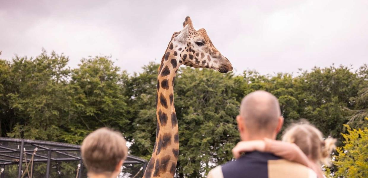 Giraf i Aalborg Zoo