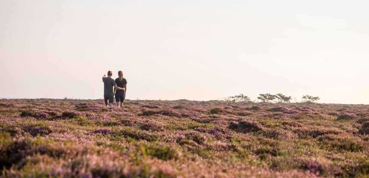 Par på lyngmark på Læsø