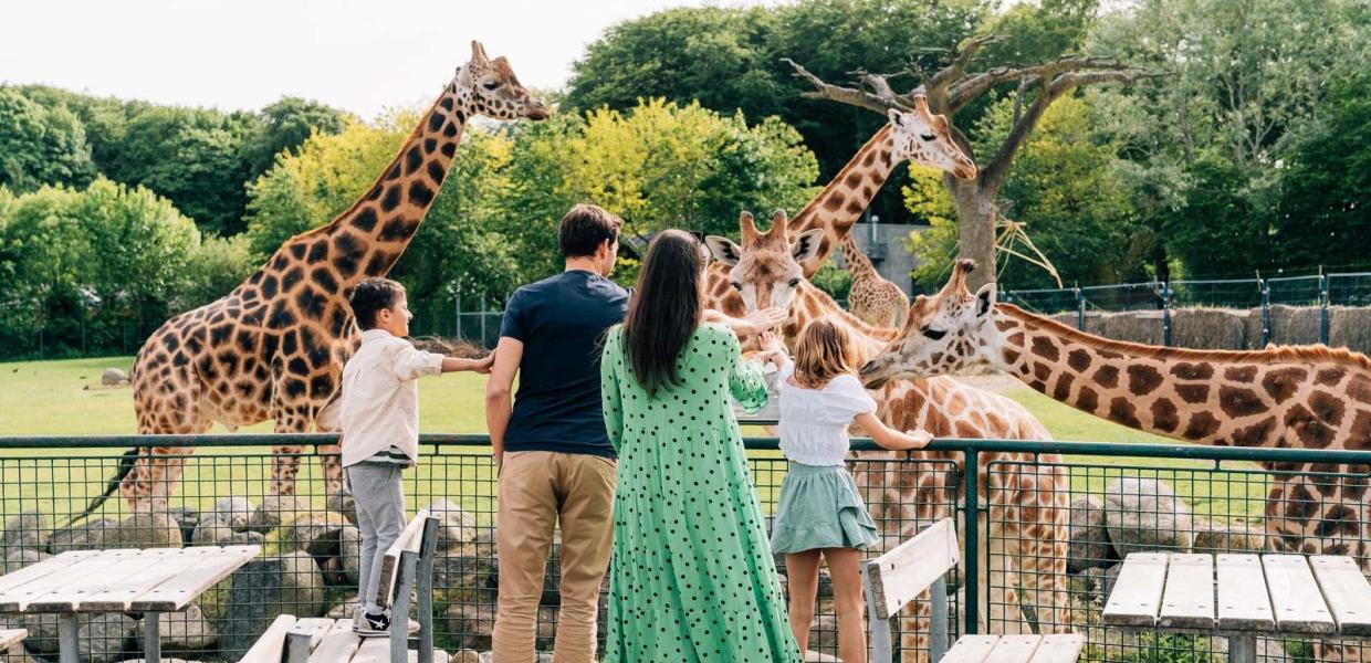Giraffer i Aalborg Zoo