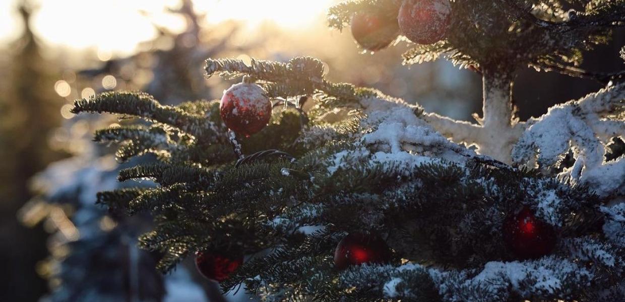 Sneklædt juletræ