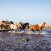 Læsø Heste 