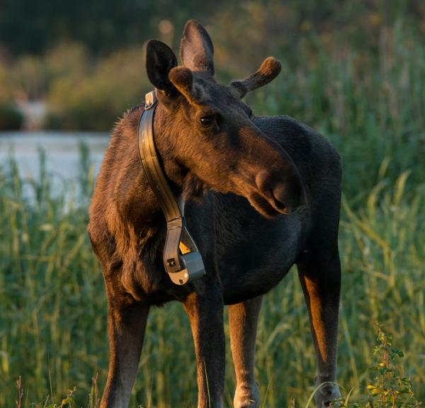 Elg med tracker i Lille Vildmose