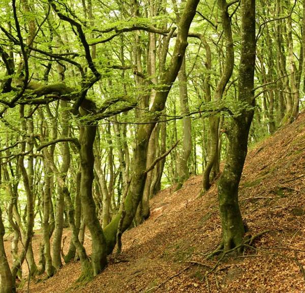 Rold Skov Rebild Bakker gamle bøgetræer