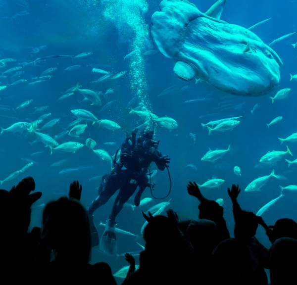 Taucher und Mondfisch im Nordsøen Oceanarium