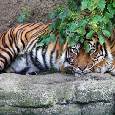 Tiger i Aalborg Zoo