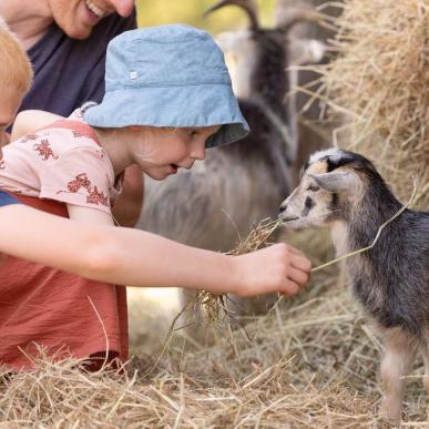Børn der fodrer et gede kid