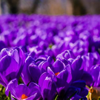 Krokus blomster