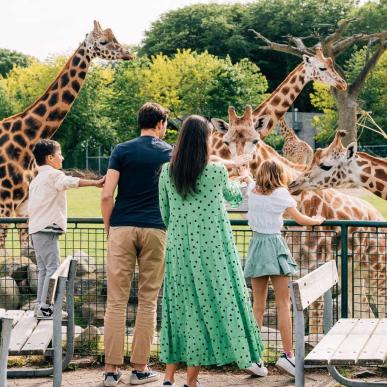 Giraffer i Aalborg Zoo