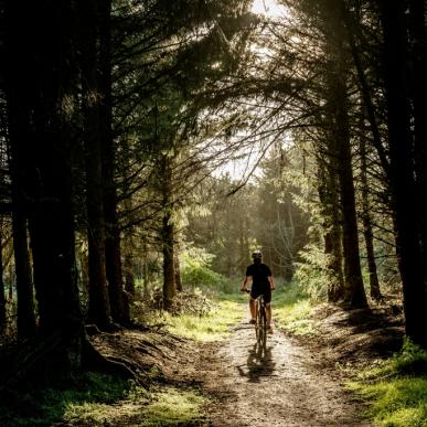 Cyklist i skoven 