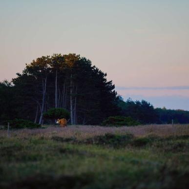 Læsø aften 