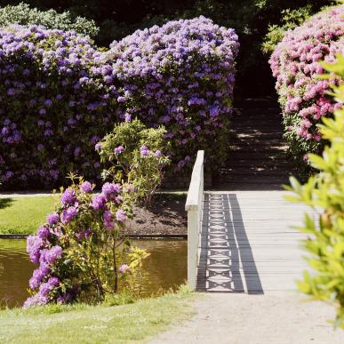 Rhododendronparken 