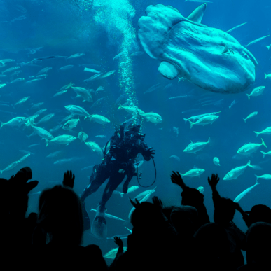 Taucher und Mondfisch im Nordsøen Oceanarium