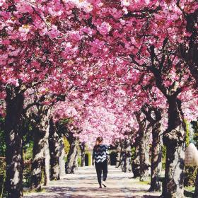 Nørresundby Kirke - Kirsebærtræer