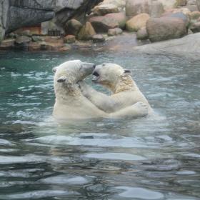 Aalborg Zoo