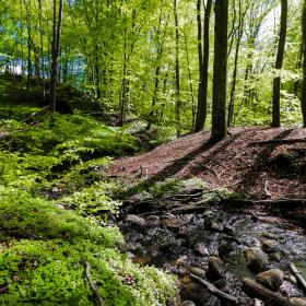 Forårsgrønne træer i Sæby Skov