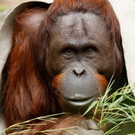 Aalborg Zoo - Orangutang
