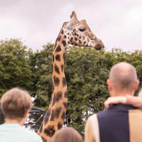 Giraf i Aalborg Zoo