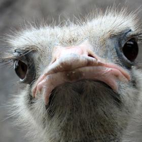 Struds i Aalborg Zoo