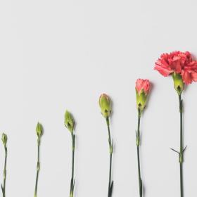 Udviklingen af en blomst