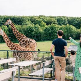 Mennesker kigger på giraffer