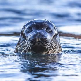Sæl unge, Nordsøen Oceanarium